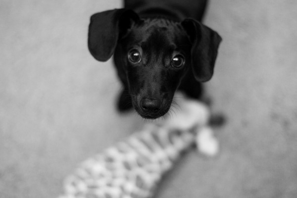 © Emily Lynn Photography, Dachshund-mix-puppy