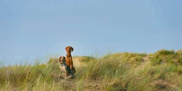 © Jonathan Yearsley Photography, Dog-Best-Friends