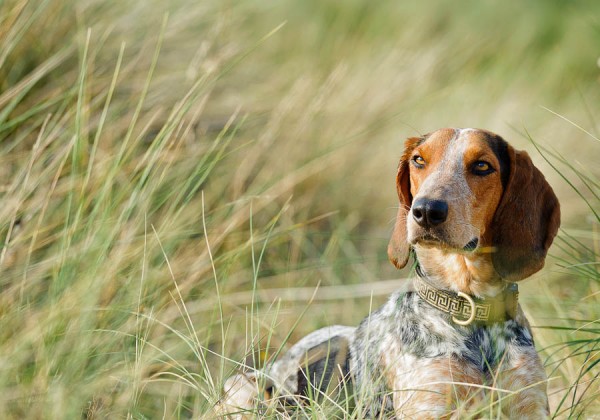 © Jonathan Yearsley Photography, Fine-art-dog-photography