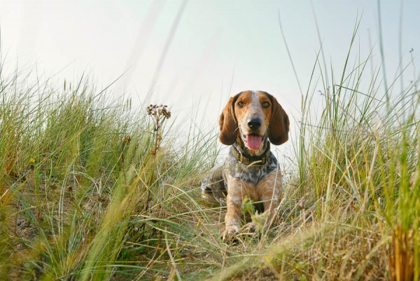 © Jonathan Yearsley Photography, Wales-canine-pet-portrait-photography