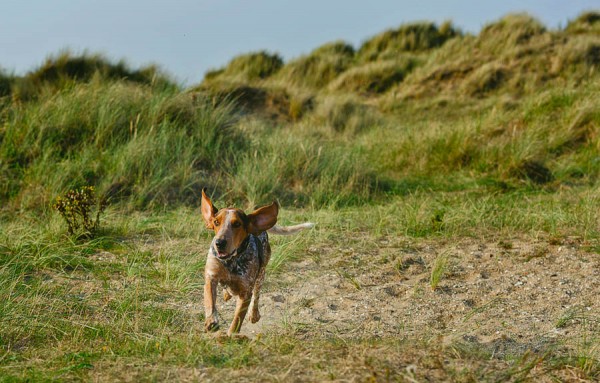 © Jonathan Yearsley Photography, Chestershire-Canine-Photography