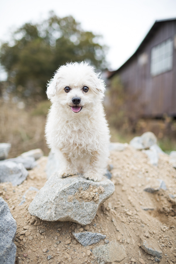 © McGraw Photography | Daily Dog Tag | white-Poodle-mix