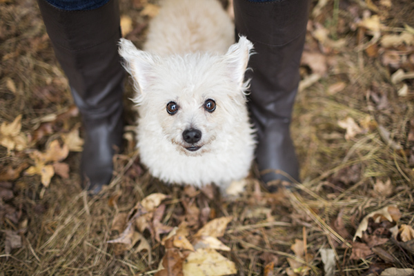 © McGraw Photography | Daily Dog Tag |  Lifestyle-Dog-Photographer