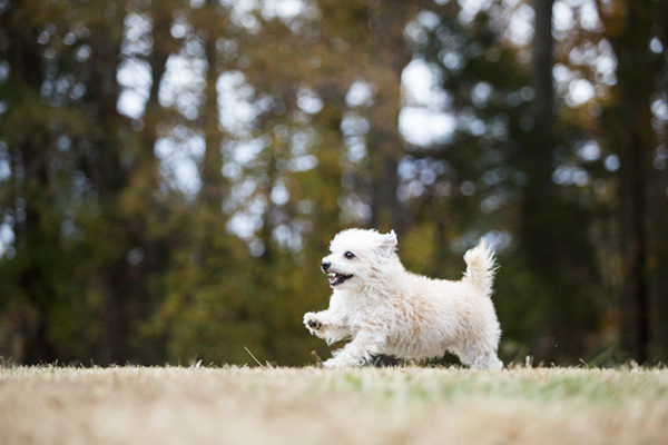 © McGraw Photography | Daily Dog Tag |  happy-dog-photography