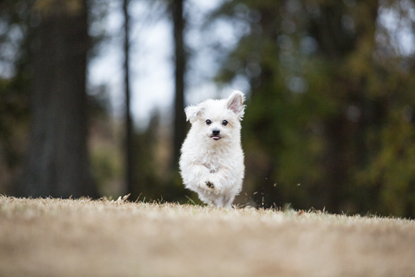 © McGraw Photography | Daily Dog Tag | little-dog-running