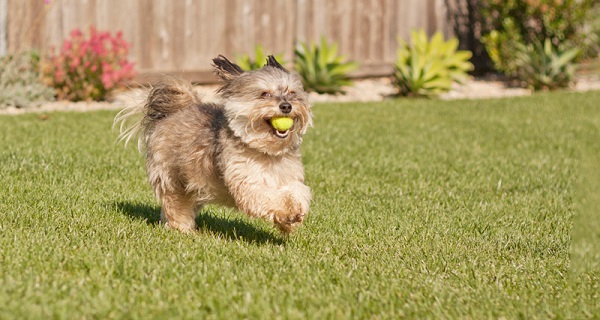 © Fetchlight | Daily Dog Tag |  Schnauzer mix playing with ball
