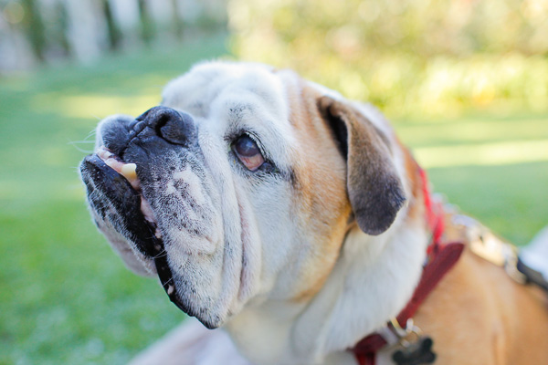 © Andrea Takeoka Photography | Daily Dog Tag | English Bulldog