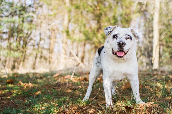 Photo by www.marymaier.com | Daily  Dog Tag | adoptable-Dalmatian-Labrador-BARK-VA