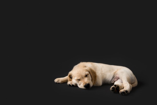 © Chewbone Studio | Daily Dog Tag | Sleeping Golden Retriever Puppy