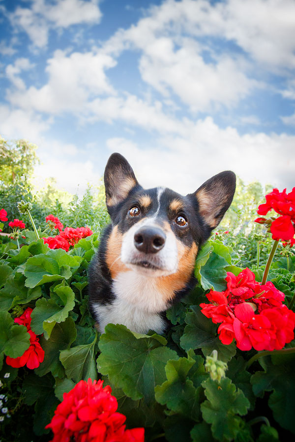 Pink Sunflower Corgi GAME Pin the Tail on the Puppy Game, Pin the Tail on  the Dog