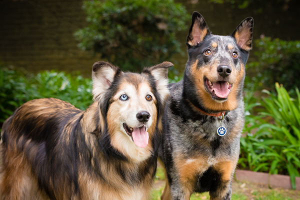 © Westway Studio | Daily Dog Tag | Collie-Mix and Cattledog-Mix