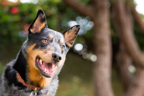 © Westway Studio | Daily Dog Tag | Handsome-Cattle-Dog-Mixed-Breed
