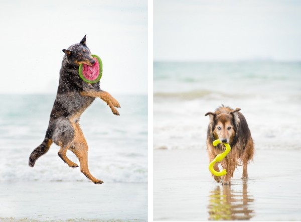 © Westway Studio| Daily Dog Tag | Beach-Dogs
