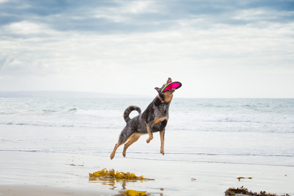 © Westway Studio | Daily Dog Tag | Cattle-Dog-Playing-Frisbee-on-beach