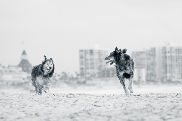 © Westway Studio | Daily Dog Tag | Dogs-playing-on-beach, San-Diego-Pet-Photographer