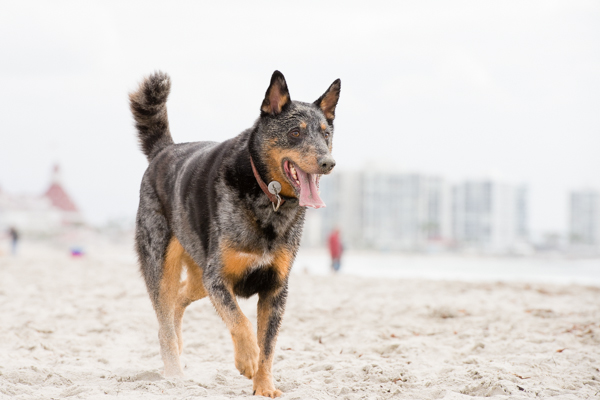 © Westway Studio | Daily Dog Tag | Handsome-dog-on-beach