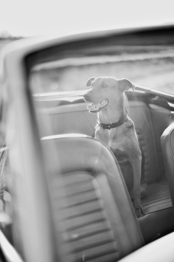 © Melissa Jill Photography | Daily Dog Tag | dog's in backseat of convertible