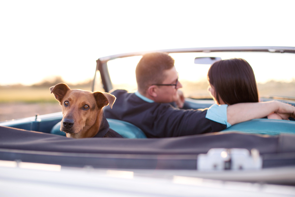 © Melissa Jill Photography | Daily Dog Tag | dog-in-Ford-Falcon-convertible