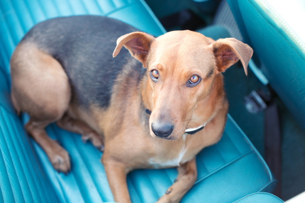 © Melissa Jill Photography | Daily Dog Tag | Mixed-breed-on-backseat-blue-classic-convertible