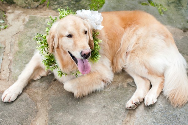 © Cariad Photography/Laura Parente | Daily Dog Tag |Wedding Dog