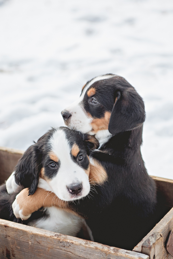 © Custom by Nicole Photography | Daily Dog Tag | Adorable-Swiss-Mountain-Dog-puppies-in-snow