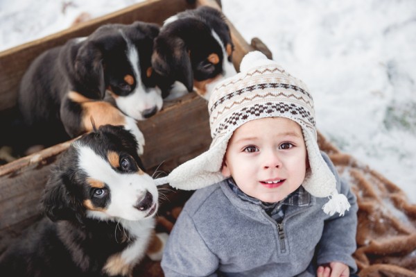 © Custom by Nicole Photography | Daily Dog Tag | Swiss-Mountain-pup-chewing-toddler's-hat