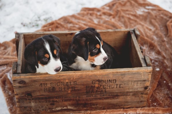 © Custom by Nicole Photography | Daily Dog Tag | Swissies-at-5-weeks