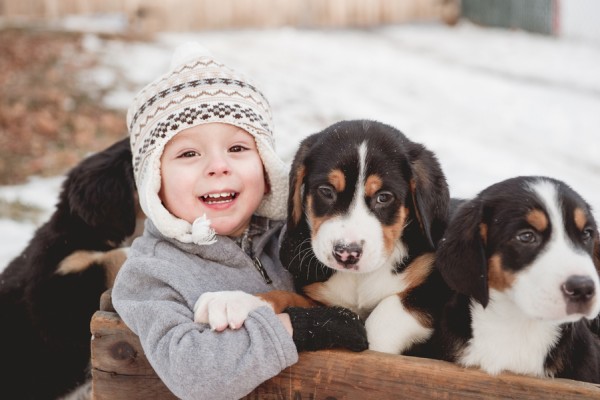 © Custom by Nicole Photography | Daily Dog Tag | Swiss-Mountain-Dog-puppies-and-toddler