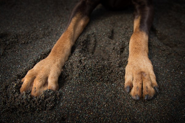 © Frame Your Pet | Daily Dog Tag | Doberman-paws-in-sand, lifestyle-dog-photography