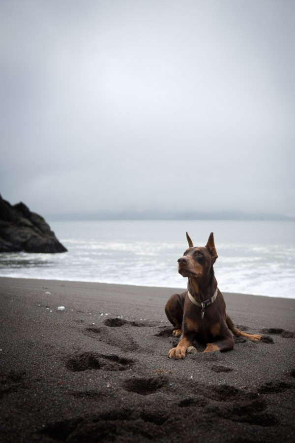 © Frame Your Pet | Daily Dog Tag | Doberman-SF-beach