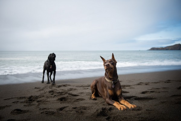 © Frame Your Pet | Daily Dog Tag | Dogs-on-beach, SF-pet-photography