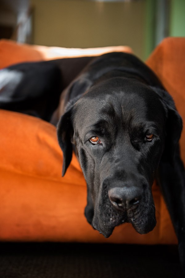 © Frame Your Pet | Daily Dog Tag | Handsome-black-dog-on-orange-furniture