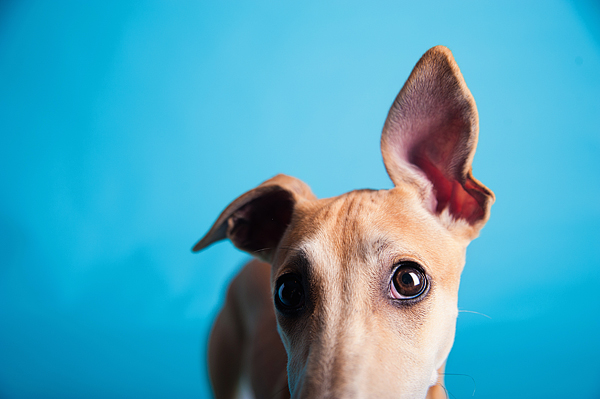 © Emilee Fuss Photography | Daily Dog Tag |crazy-ears- Whippet, studio-dog-portraits