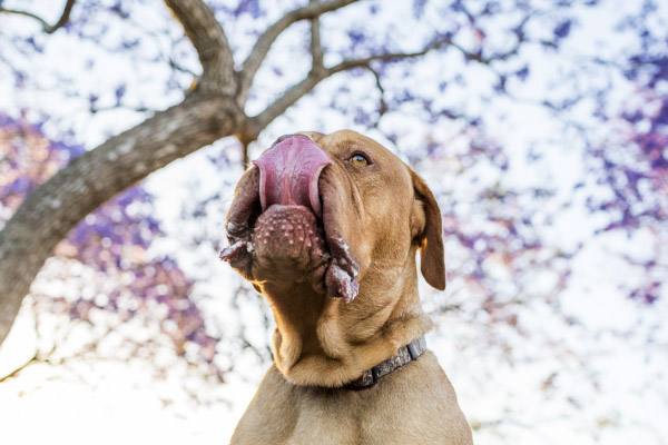 © Charlotte Reeves Photography | Daily Dog Tag | Learn-Dog-Photography, Giveaway