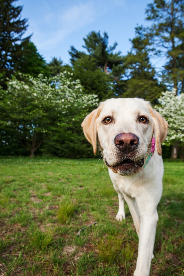 © Kathryn Schauer Photography | Daily Dog Tag | Yellow-Lab, outdoor-pet-photography