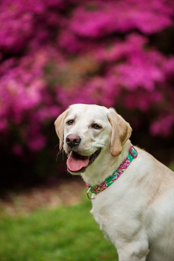 © Kathryn Schauer Photography | Daily Dog Tag | Yellow-Lab-pretty-in-pink