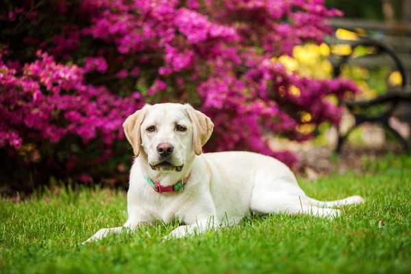 © Kathryn Schauer Photography | Daily Dog Tag | On-location-dog-portraits, spring-dog-photo