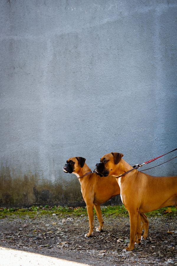 © Origin Photo | Daily Dog Tag | Boxer-BFFs