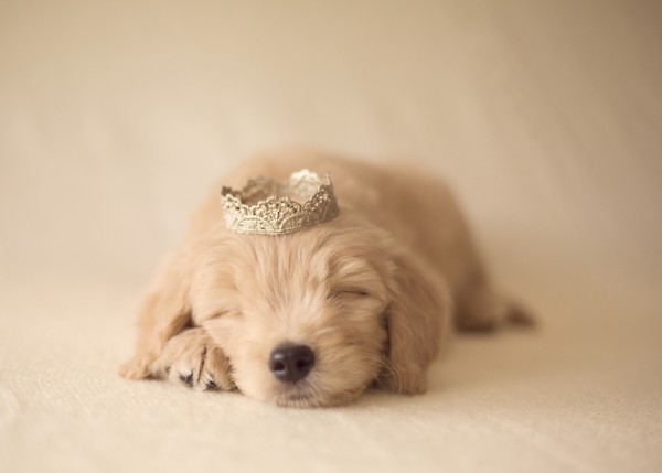 © Marci Yochum Photography | Daily Dog Tag | Sleeping-princess-pup