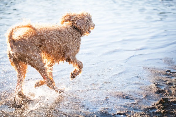 © Sit! Stay Pet Photography | Daily Dog Tag | Fluffy, handsome-Labradoodle-enjoying-water