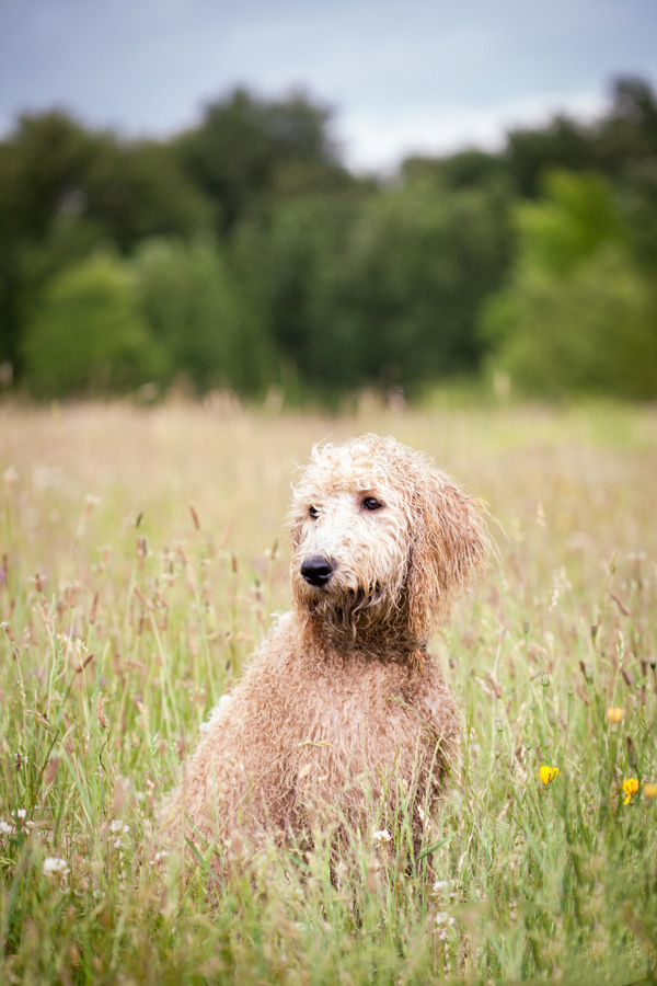 © Sit! Stay Pet Photography | Daily Dog Tag | wet, handsome-Labradoodle-in-field