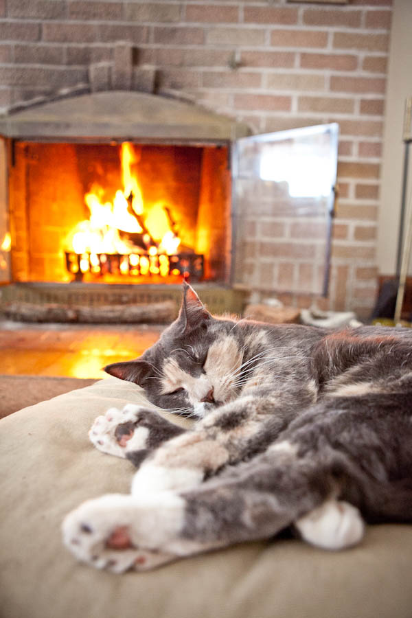 © Chocolate Moose Images | Daily Dog Tag | on-location-cat-photography, cat-sleeping-in-front-of-fire