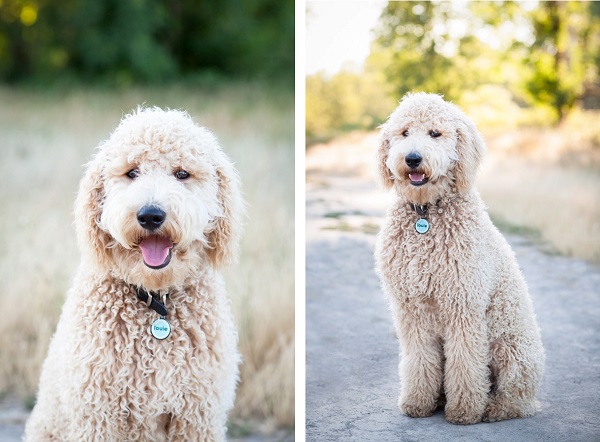 © Sit! Stay Pet Photography | Daily Dog Tag | Fluffy, handsome-Labradoodle