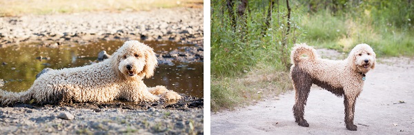 © Sit! Stay Pet Photography | Daily Dog Tag | Fluffy, handsome-Labradoodle-in-mud, mud-puppy