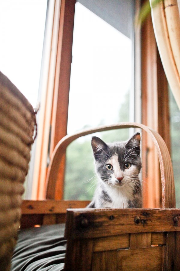 © Chocolate Moose Images | Daily Dog Tag | on-location-cat-photography, kitten-in-basket