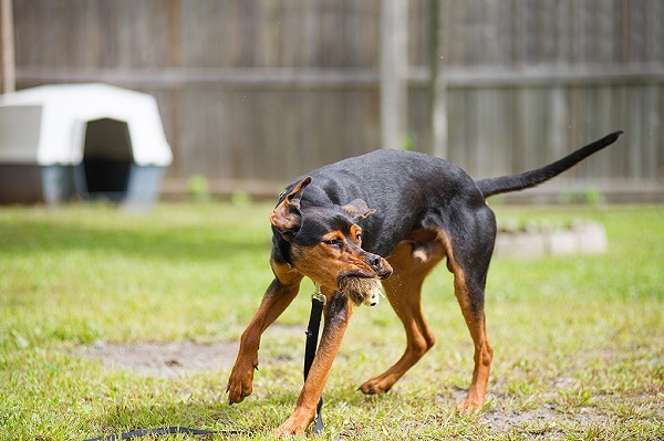 JessicaPainter-Adoptable-dog-Regional-Animal-Shelter24