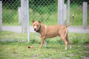 Adoptable dogs, Regional Animal Shelter, Barkbuddy