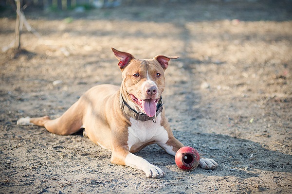 JessicaPainter-Adoptable-dog-Regional-Animal-Shelter8