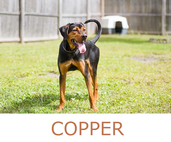 JessicaPainter-Adoptable-dog-Regional-Animal-ShelterCopper