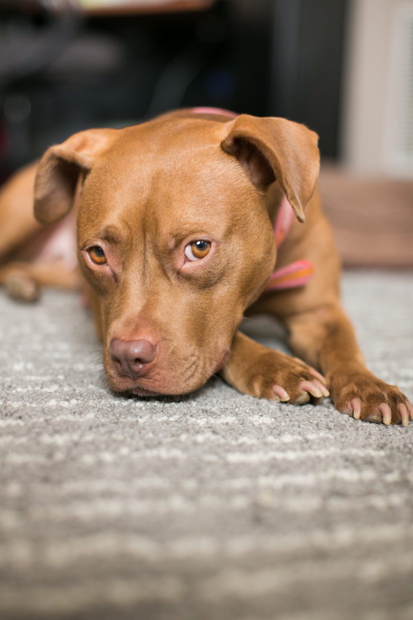 © tPoz Photography | photographer's foster dog up for adoption